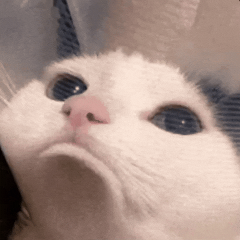 A very sorry little one, just like me right now